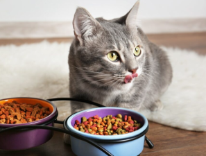 Are Grain-Free Diets Healthy for Cats?